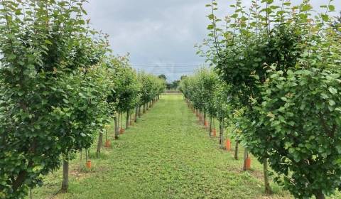 Sale Gardens, Gardens, Nové Zámky, Slovakia
