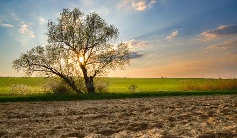 Sale Agrarian and forest land, Agrarian and forest land, Banská Bystri