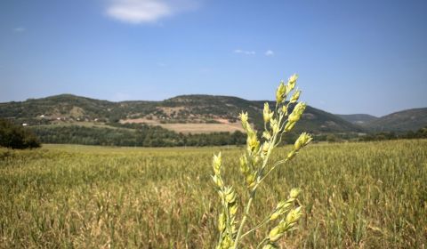 Sale Agrarian and forest land, Agrarian and forest land, Levice, Slova
