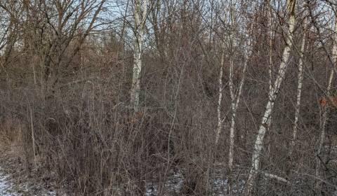 Sale Gardens, Gardens, Košice - Šaca, Slovakia