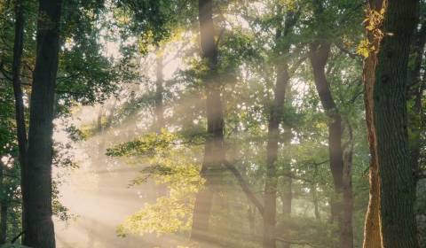 Sale Agrarian and forest land, Agrarian and forest land, Ružomberok, S