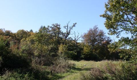 Sale Agrarian and forest land, Agrarian and forest land, Bánovce nad B