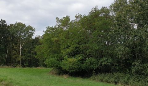 Sale Agrarian and forest land, Agrarian and forest land, Trnava, Slova