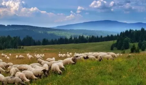 Sale Agrarian and forest land, Lučenec, Slovakia