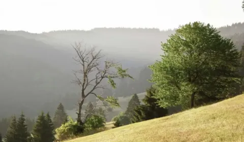 Sale Agrarian and forest land, Veľký Krtíš, Slovakia