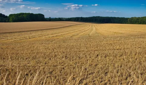 Sale Agrarian and forest land, Detva, Slovakia