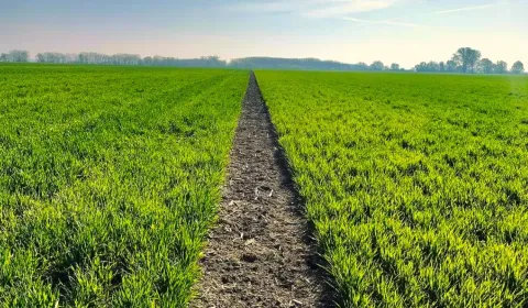 Sale Agrarian and forest land, Komárno, Slovakia