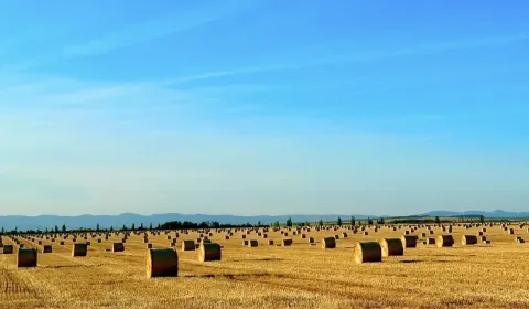 Sale Agrarian and forest land, Levice, Slovakia