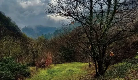 Sale Agrarian and forest land, Humenné, Slovakia