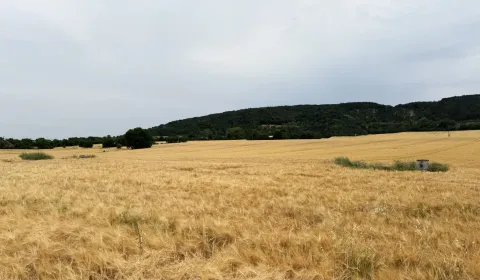 Sale Agrarian and forest land, Malacky, Slovakia