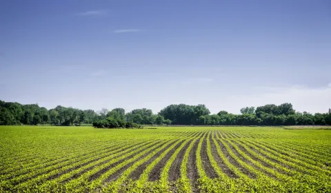 Sale Agrarian and forest land, Komárno, Slovakia
