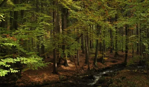 Sale Agrarian and forest land, Liptovský Mikuláš, Slovakia