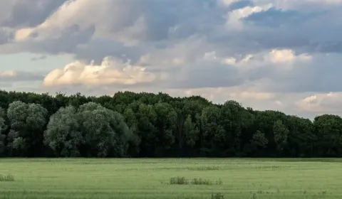 Sale Agrarian and forest land, Medzilaborce, Slovakia