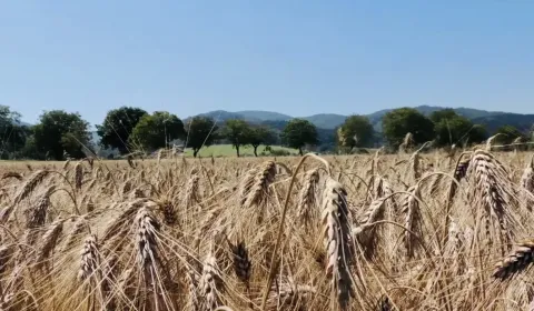 Sale Agrarian and forest land, Bardejov, Slovakia