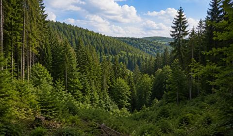 Sale Agrarian and forest land, Agrarian and forest land, Bánovce nad B