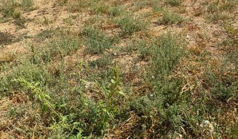 Sale Land – for living, Land – for living, Lipová, Michalovce, Slovaki