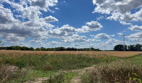 Sale Agrarian and forest land, Agrarian and forest land, Senec, Slovak