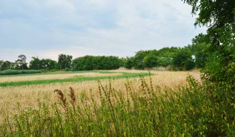 INVESTMENT PLOTS | FOR SALE