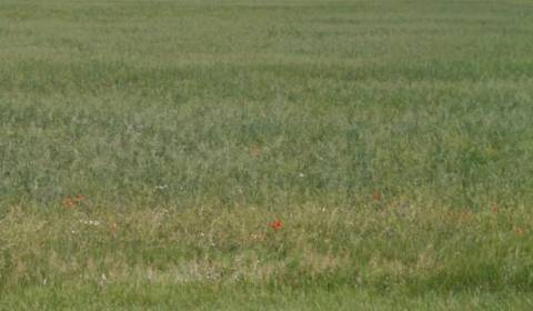 Land plots - commercial, Sale, Senec, Slovakia