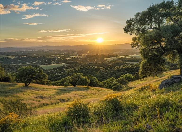 Sale Agrarian and forest land, Agrarian and forest land, Turany, Marti