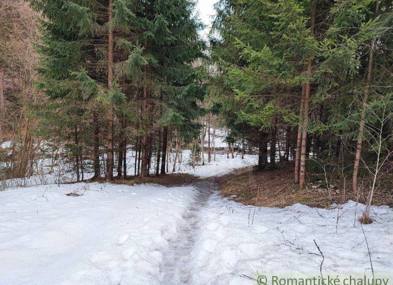 A forest with a snowy path, surrounded by trees and a peaceful winter garden scenery.