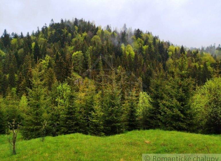 A dense coniferous forest covered in mist on a green hillside. Suitable for romantic cottages.
