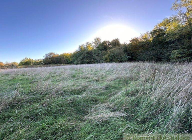 A vast meadow with grass surrounded by forest; ideal for agricultural and forestry land.