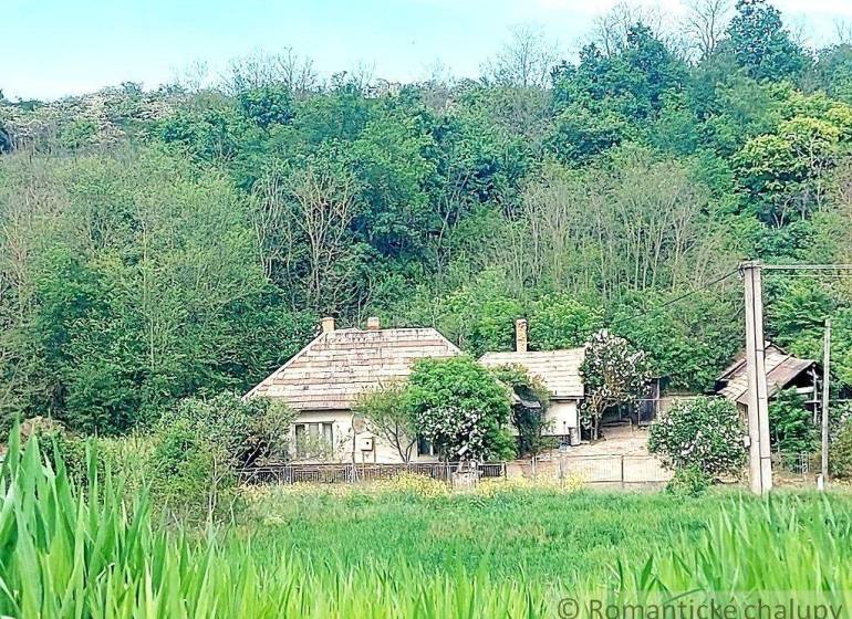 A cabin in the forest among the trees, surrounded by lush greenery and a peaceful atmosphere.