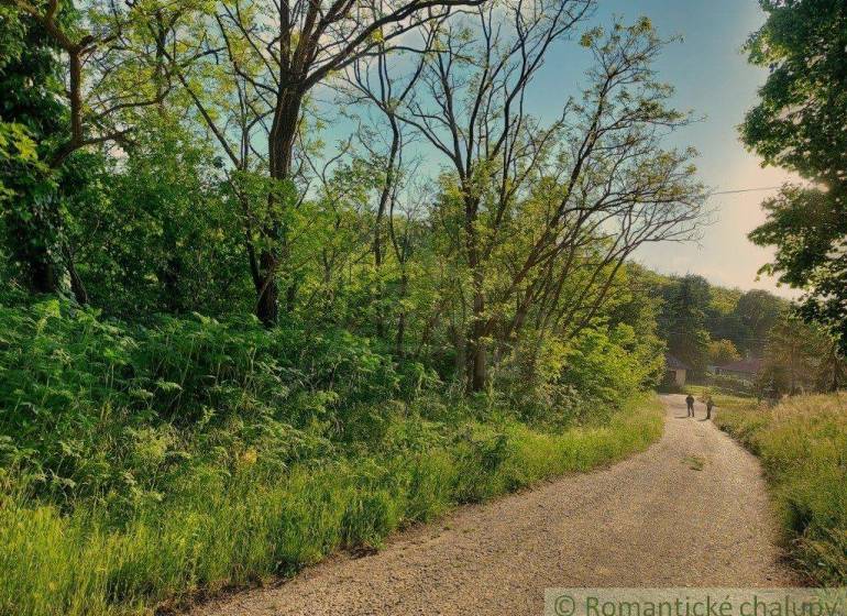 We see a forest path surrounded by trees and grass, suitable for walks in nature.