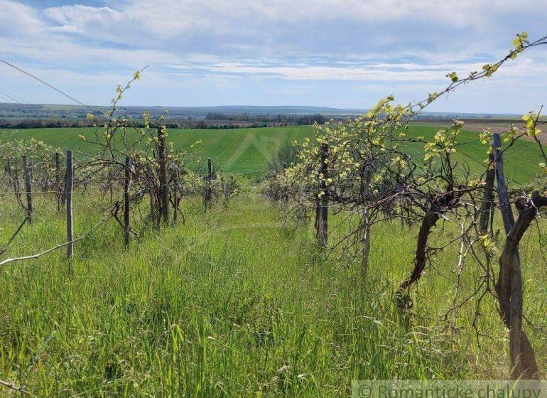 Vineyards in a vast land, green grass, clear sky, nature in gardens.