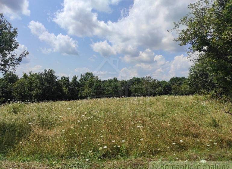 A blooming meadow surrounded by trees under a blue sky. Suitable for living and plots.