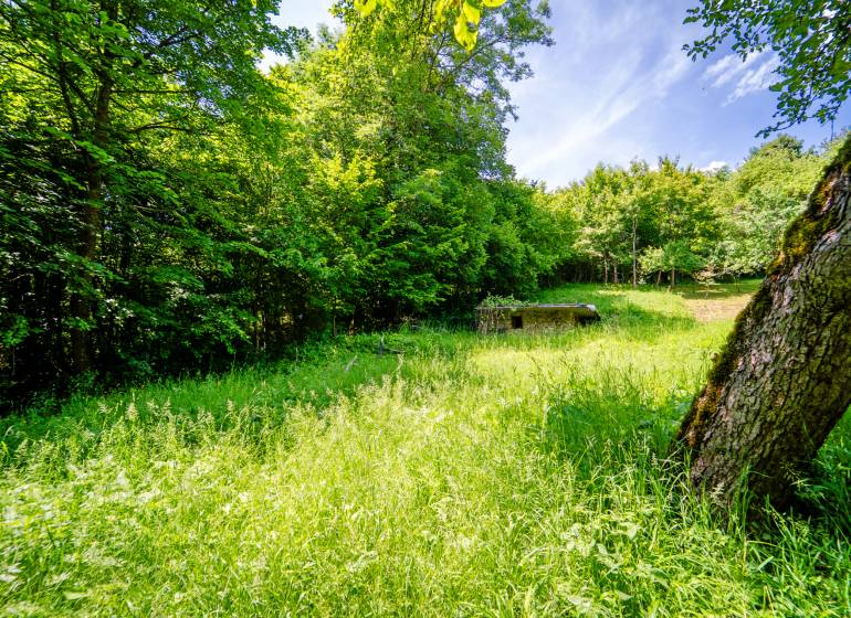 Wooded area and grass on recreational plots, Zbora in Dohňany on a sunny day.