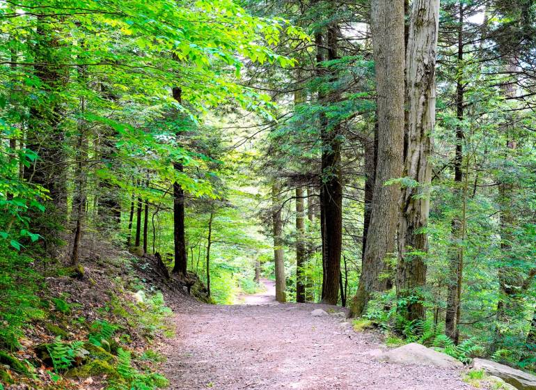 A path leading through a forest full of greenery in agricultural and forest lands near Čičarovce.