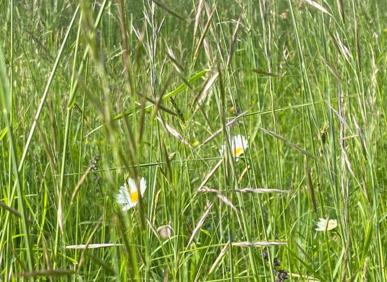 A wild meadow with green grass and white daisies in bloom.
