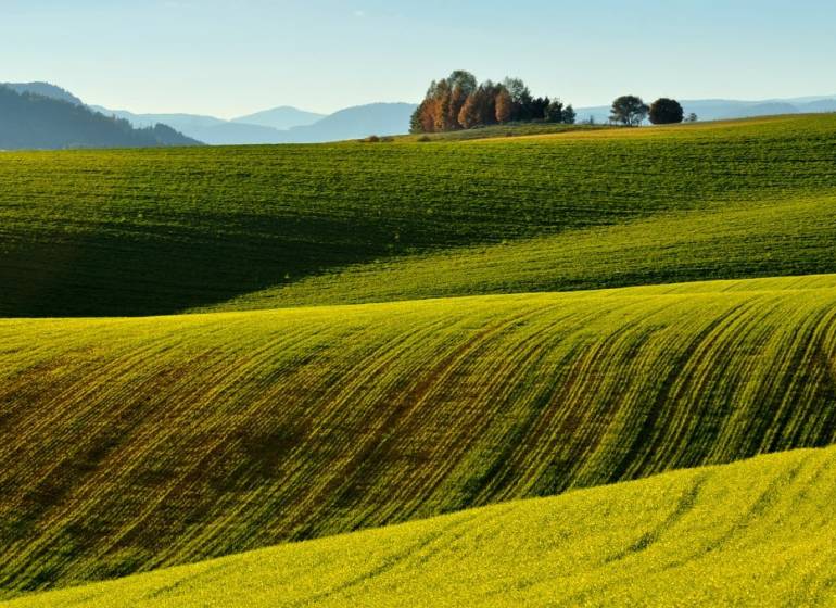Agricultural and forest lands in Ladomirová with diverse greenery and trees on the horizon.