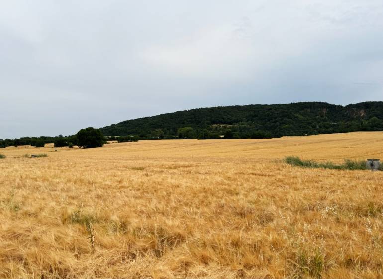 Agricultural and forest lands around Vysoká pri Morave, a field with grain near the forest.