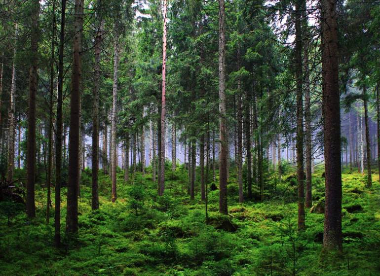 Forest stands in Kameňany, with lush greenery and dense trees on agricultural and forest lands.