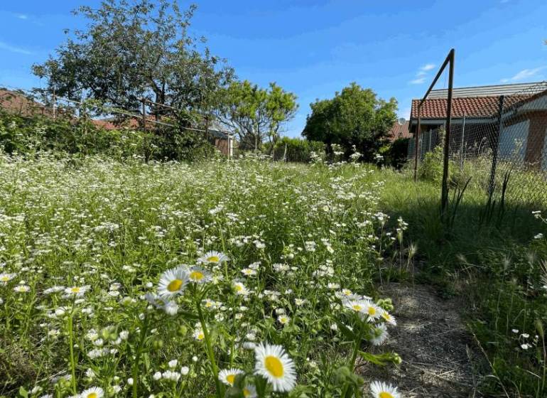 A flower meadow with a blue sky on Veľkoblahovská Street in Dunajská Streda.