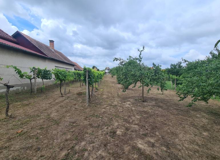 In the gardens in Moča, there are fruit trees and a vineyard with a residential house.