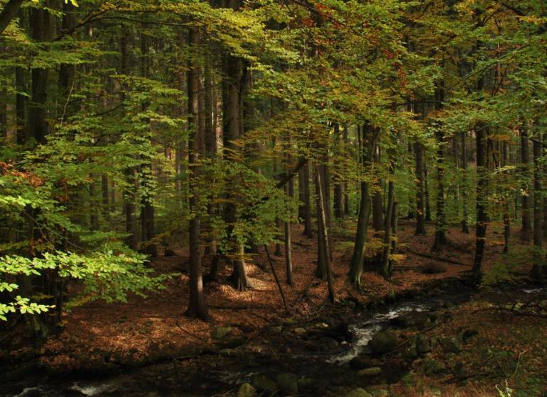 Forest landscape by the stream, Agricultural and forest land in Sučany, autumn.