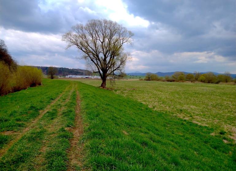 Landscape in Topoľovka, agricultural and forest land with a tree under a cloudy sky.