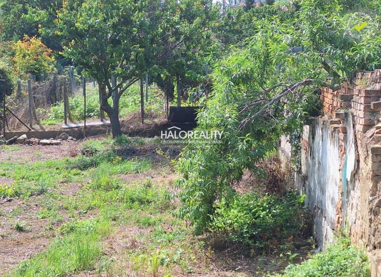 A residential plot in Dolné Orešany with fruit trees and an old wall.