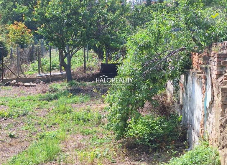 A residential plot in Dolné Orešany with fruit trees and an old wall.