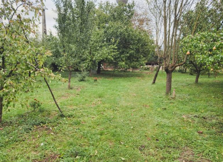 Greenery and fruit trees on the property in Göncruszka, ideal for living.