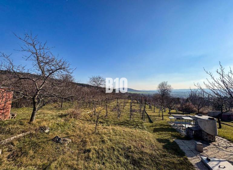 Fruit trees and a vineyard in the gardens of the city of Nitra on a clear day.
