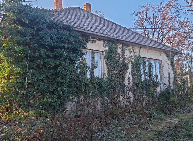 A cottage in Suchá nad Parnou overgrown with ivy and surrounding vegetation.
