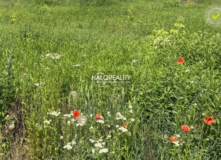 Plots - housing in Nová Polhora with wildflowers and meadow vegetation.