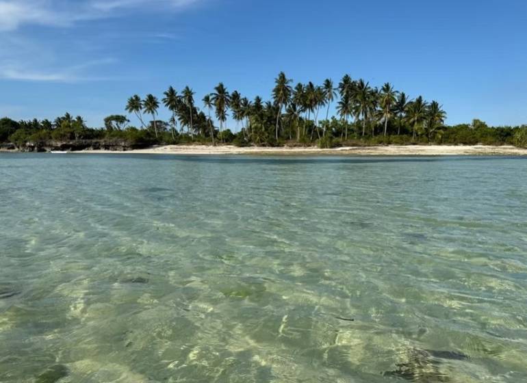 Clear water and palm trees on the beach in Kizimkazi for Land - commercial.