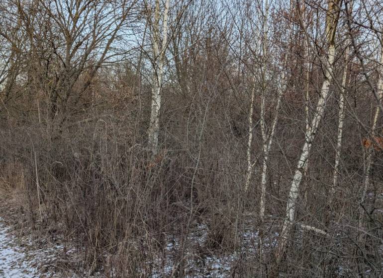 Snow-covered winter gardens in Košice - Šaca district with birch.