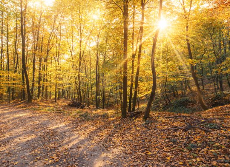 Autumn in the forests of Hrušov with warming sun and fallen leaves on agricultural lands.